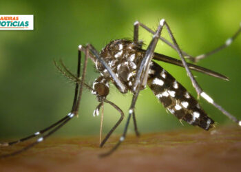 Caieiras ultrapassa os 80 casos de dengue
