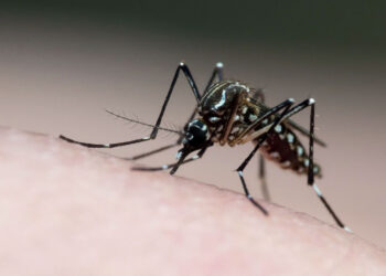 Caieiras registra primeira morte por dengue em 2024