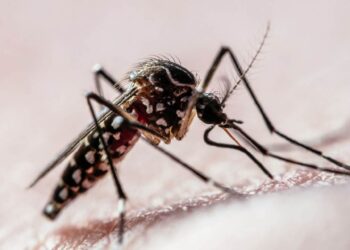 Caieiras ultrapassa os 1.600 casos de dengue e chega a 4 óbitos pela doença