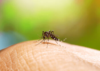 Dengue: Quem já teve a doença pode contrair novamente? Tire essa e outras dúvidas sobre a Dengue.