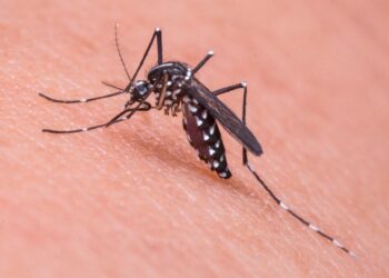 Casos de dengue em Caieiras saltam 3700% em apenas uma semana