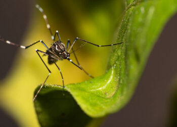 Casos de dengue continuam aumentando em Caieiras, confira os dados