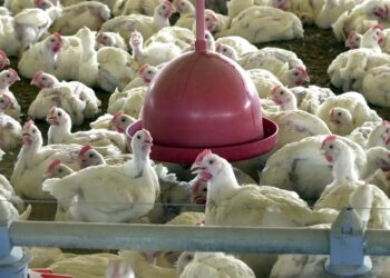 Gripe aviária: tire suas dúvidas sobre doença que afeta aves