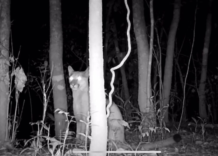 Imagem: Reprodução / Parque Estadual do Juquery